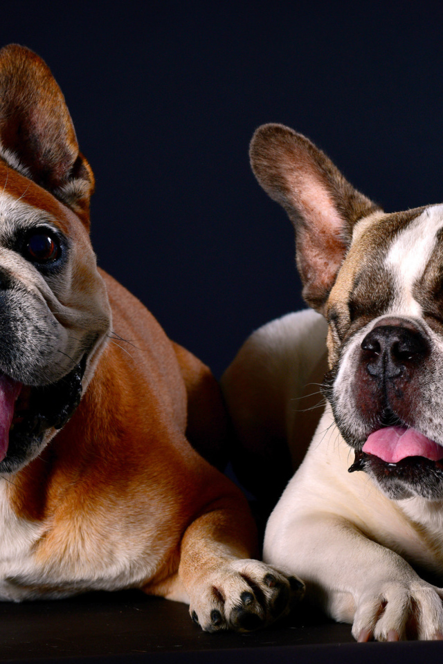 Два бульдога лежат на синем фоне