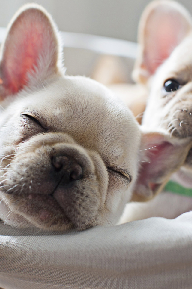 Два милых белых щенка французского бульдога 