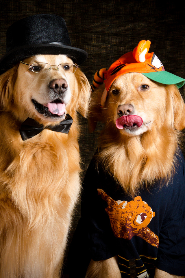 Два модных золотистых ретривера в костюмах 