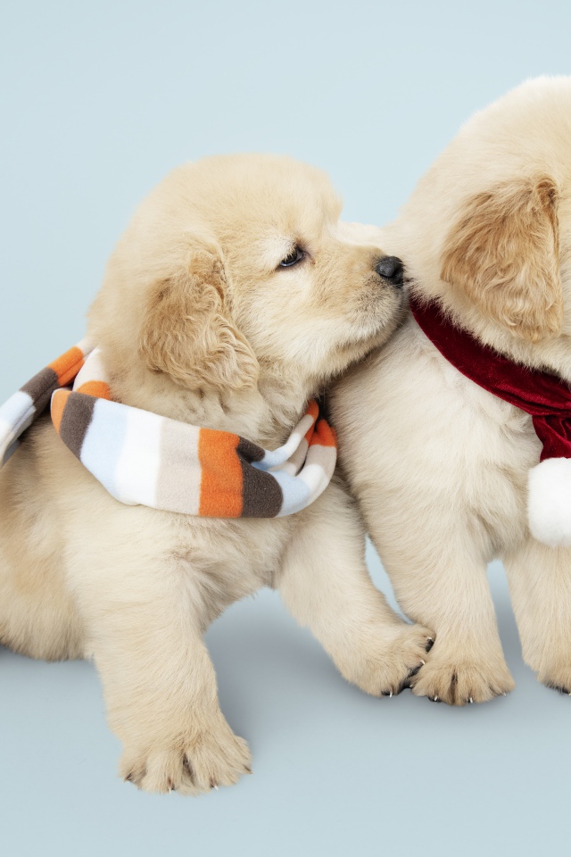 Два забавных щенка золотистого ретривера с шарфами на шее