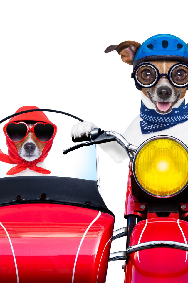 Две смешные собаки на мотоцикле на белом фоне