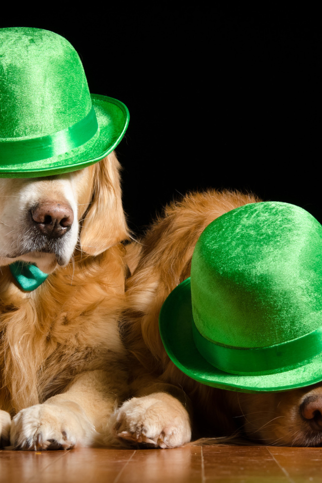 Два золотистых ретривера в зеленых шляпах