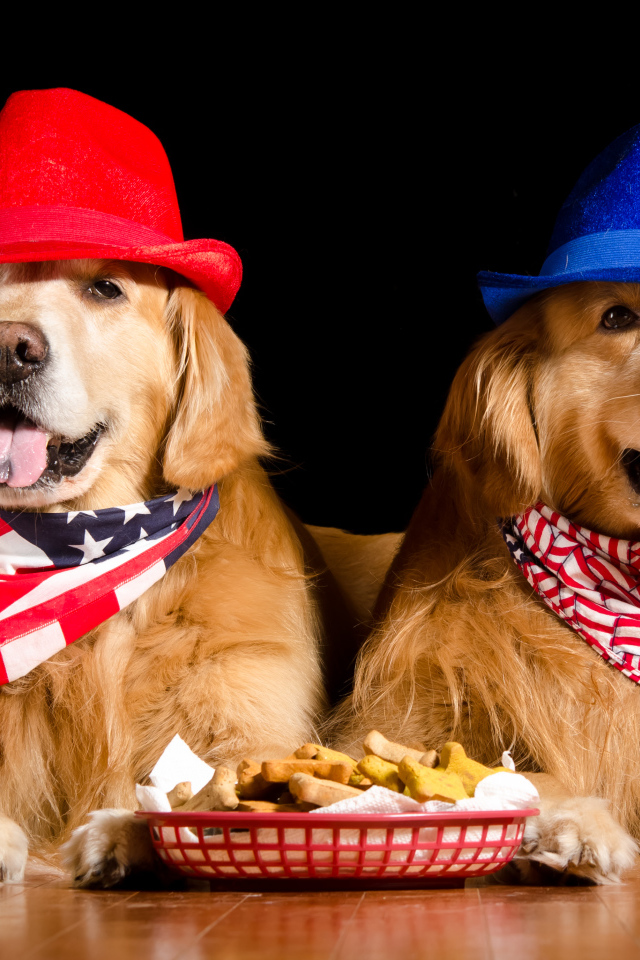 Два золотистых ретривера в шляпах на черном фоне