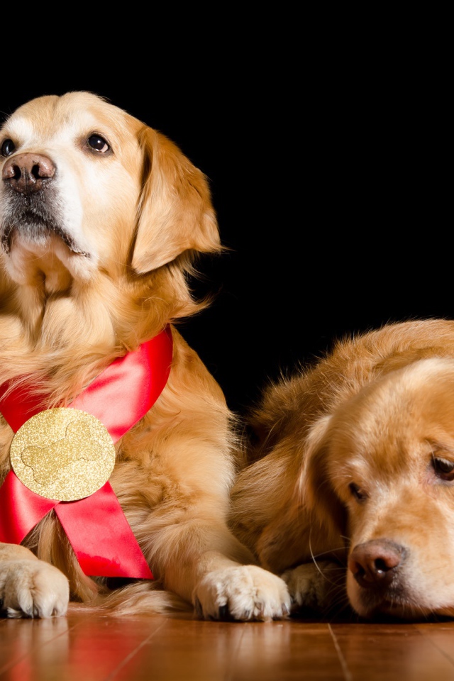 Два золотистых ретривера на полу на черном фоне