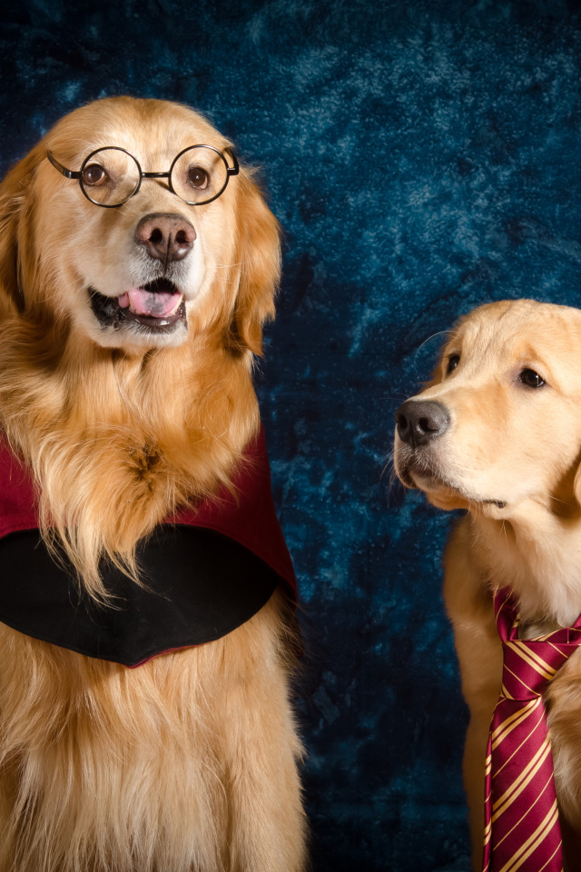 Two golden retrievers sit against a blue wall