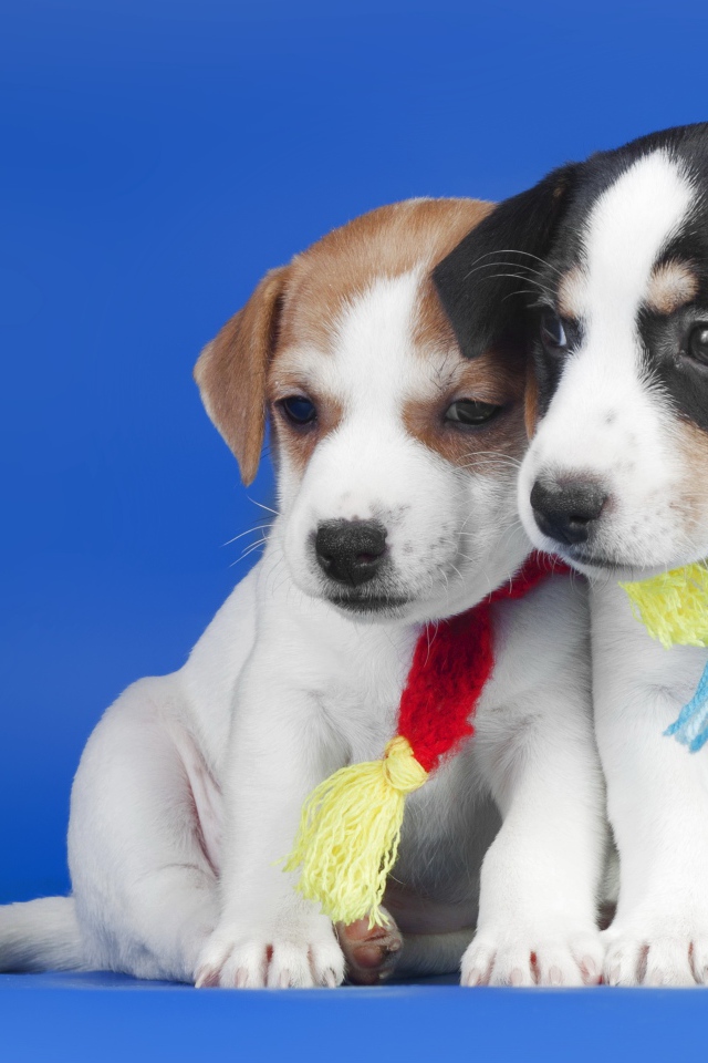 Два маленьких милых щенка на синем фоне