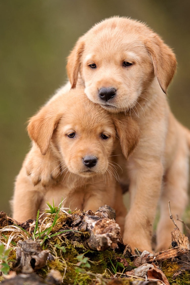 Two little golden retriever puppies are sitting on the ground