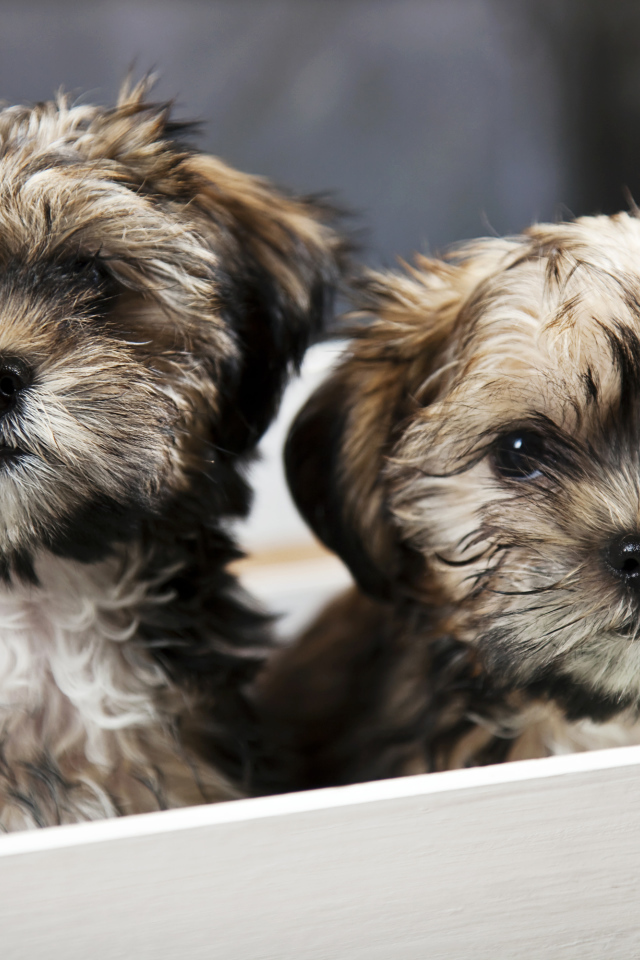 Два щенка шпица в коробке