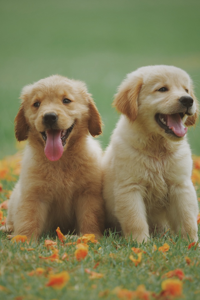 Two yellow puppies of a golden retriever sitting on the grass