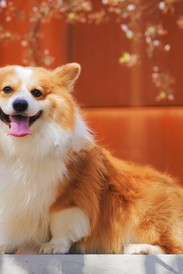 Собака породы вельш корги с высунутым языком