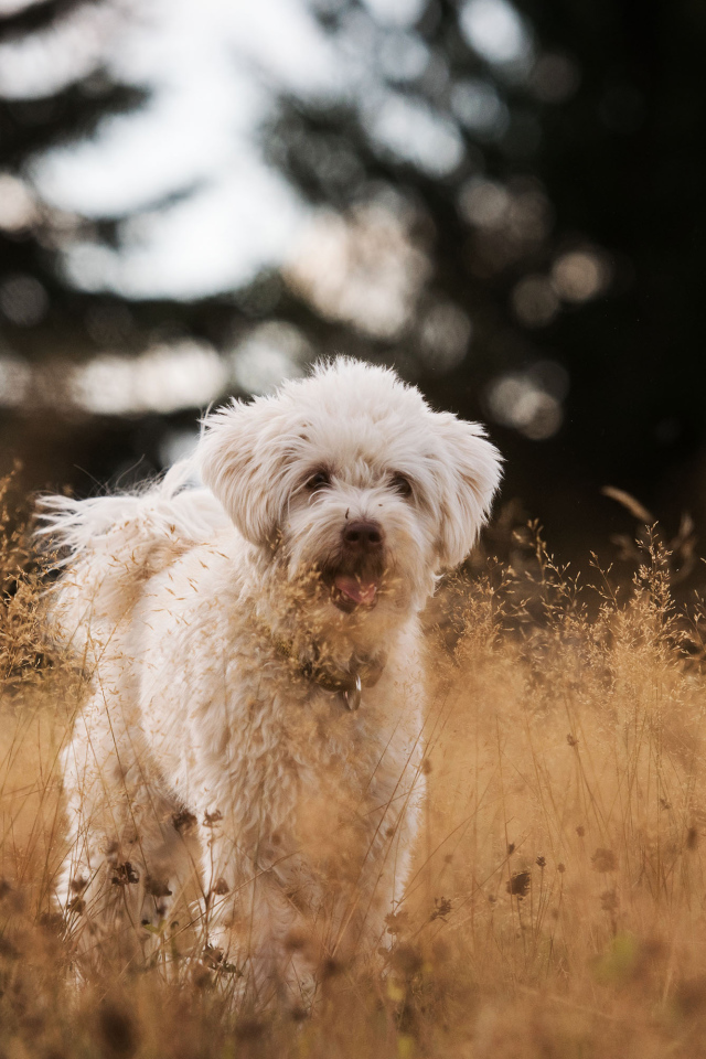 Белая пушистая породистая собака в траве