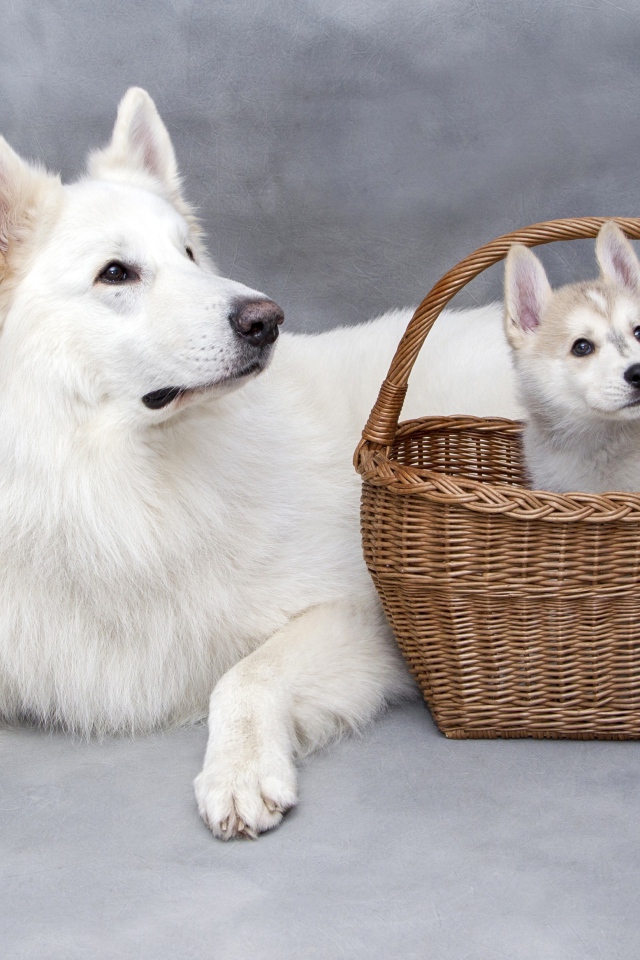 Белая лайка со щенком в корзине на сером фоне