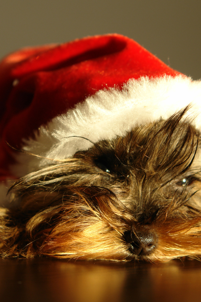 Йоркширский терьер в новогодней шапке 