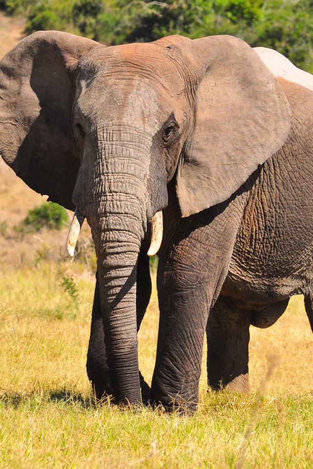 Большой серый кот идет по траве 