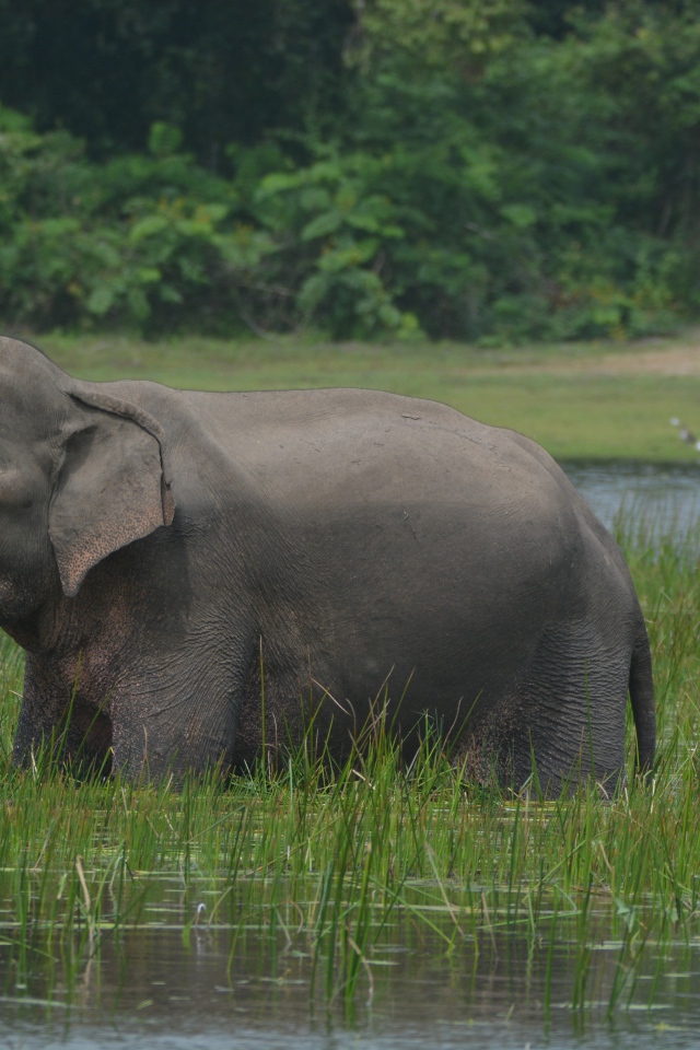 Серый слон стоит в воде с зеленой травой