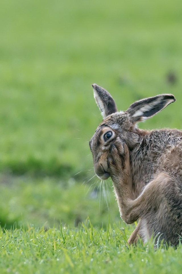 Большой серый заяц чешет лапу на зеленой траве