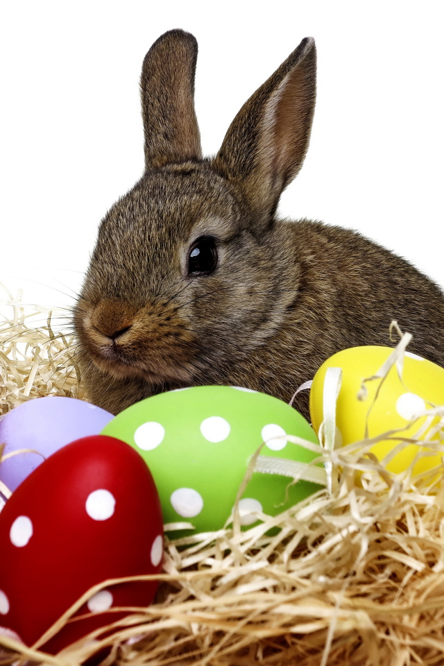 Big gray rabbit sitting in a nest with Easter eggs on a white background.