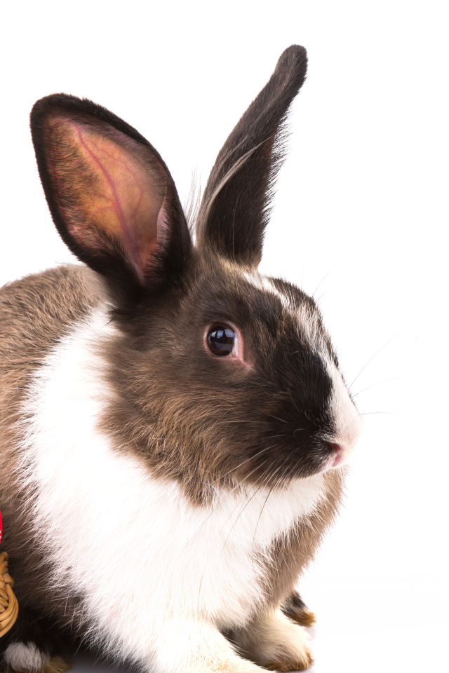 Большой кролик с крашеными яйцами на белом фоне