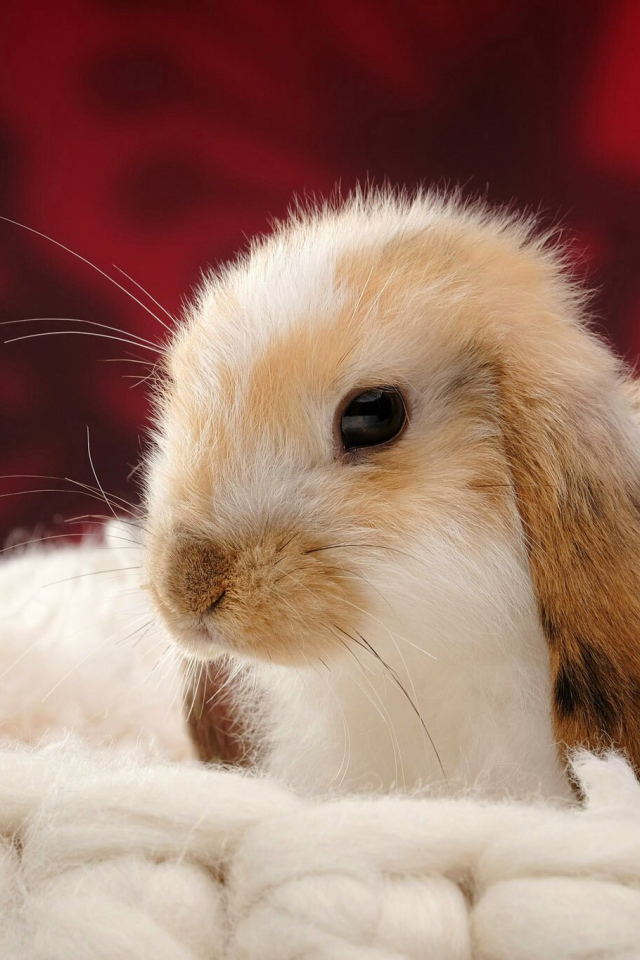 Милый декоративный кролик спит на мягкой подушке 