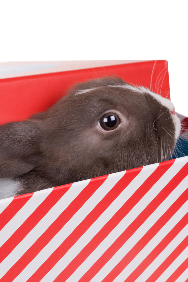 Декоративный кролик сидит в коробке на белом фоне