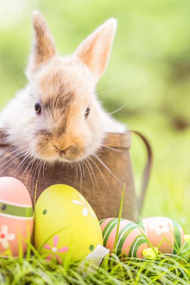 Декоративный кролик сидит в деревянной лейке с крашеными яйцами
