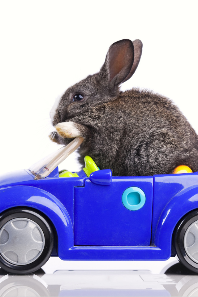 Серый декоративный кролик в игрушечной машинке на белом фоне