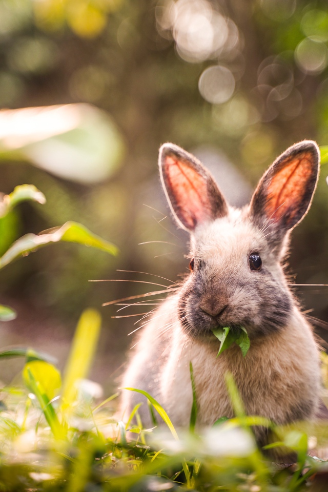 Gray rabbit gnaws green leaves