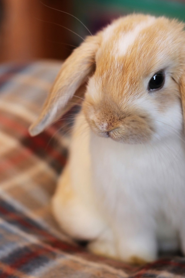 Маленький декоративный кролик сидит на кровати