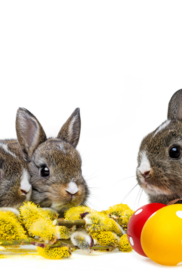 Маленькие серые кролики с веткой вербы и крашеными яйцами на белом фоне