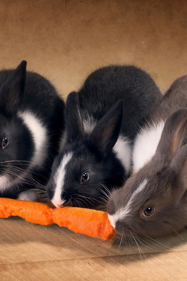 Три милых декоративных кролика грызут морковку
