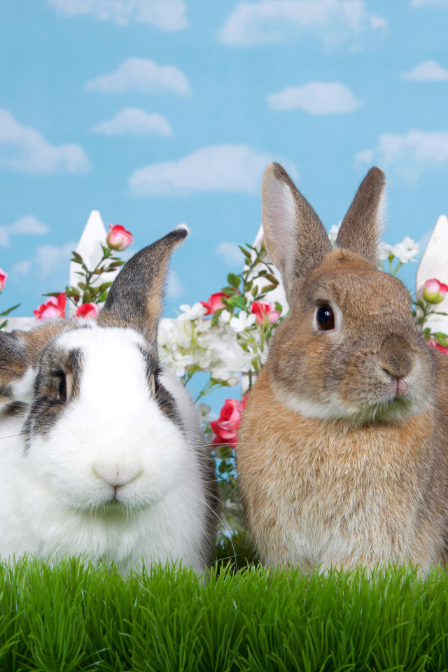 Два декоративных кролика на зеленой траве у забора 