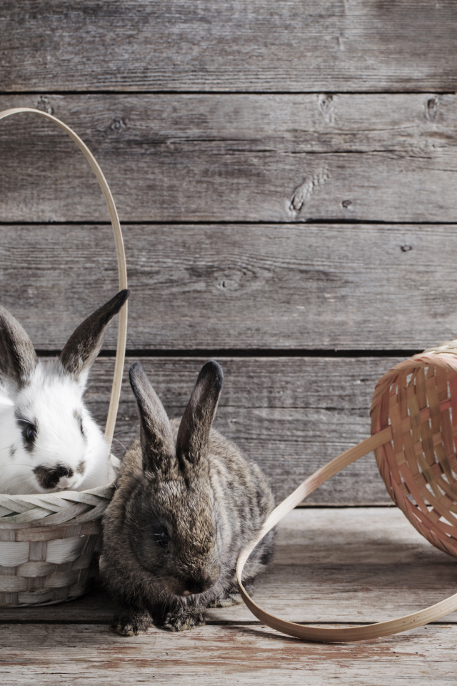 Два кролика сидят в корзинах на деревянном фоне