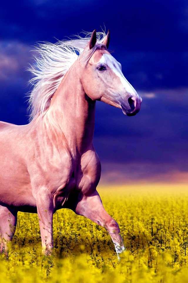 Красивая коричневая лошадь скачет по желтым цветам