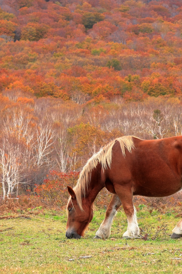 Лошадь пасется на фоне леса