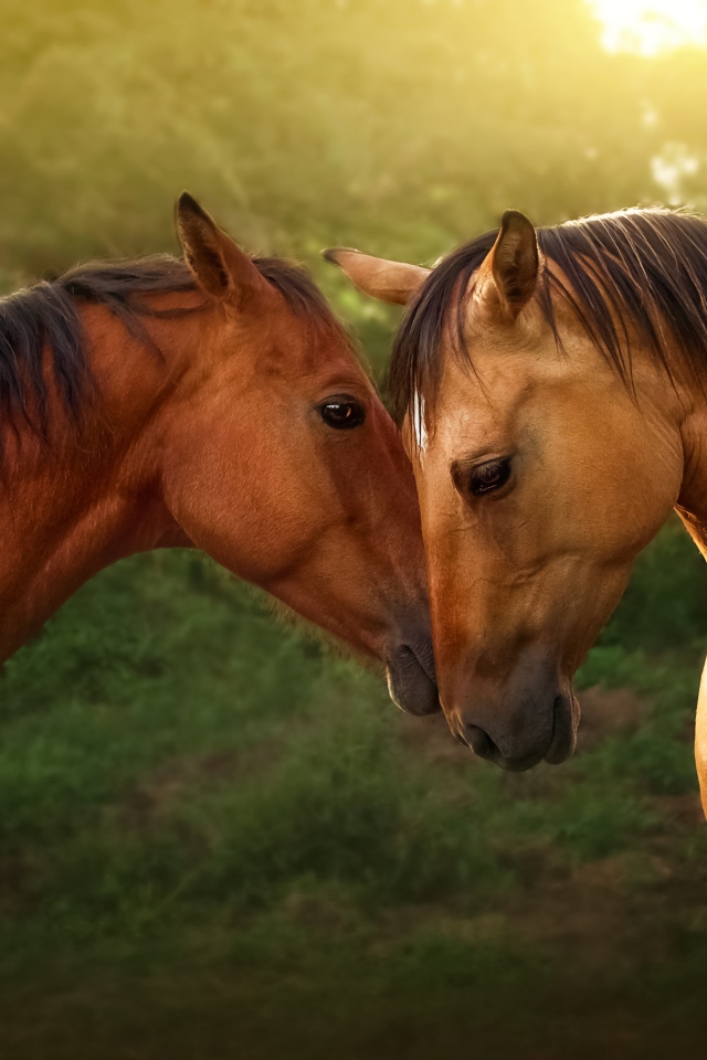 Пара красивых коричневых лошадей