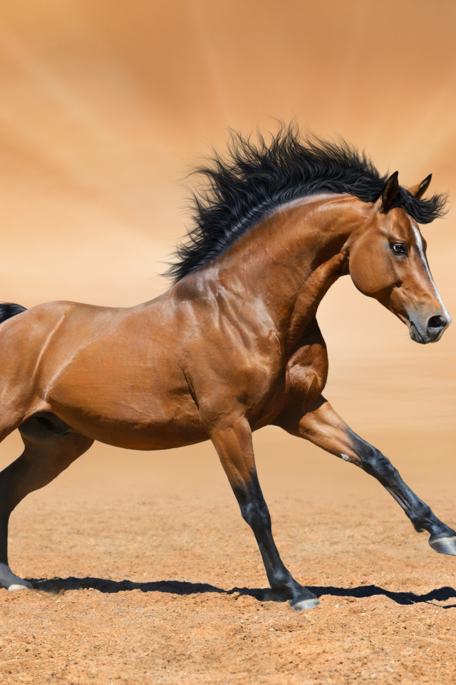Красивая коричневая лошадь скачет по песку