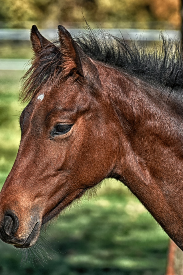 Большая коричневая лошадь крупным планом