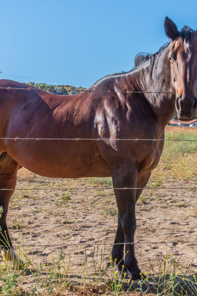 Большая коричневая лошадь на ферме