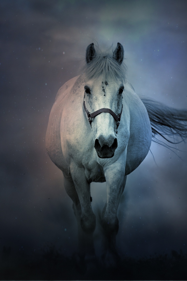 Большая белая лошадь бежит в тумане