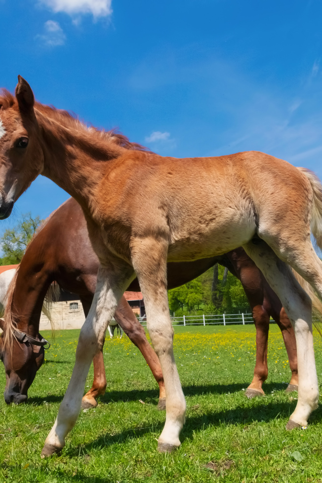 Жеребенок на ферме с лошадьми на фоне голубого неба