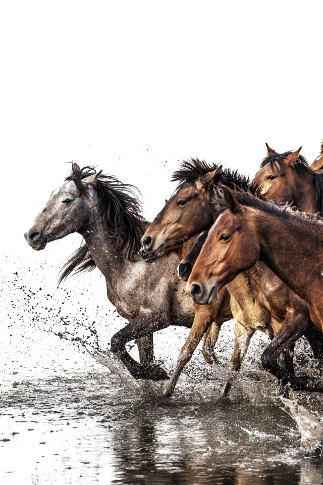 Табун лошадей скачет по воде на белом фоне 