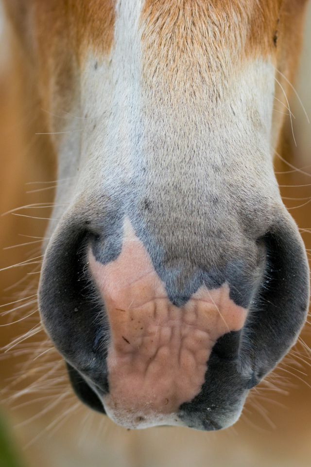 Нос большой коричневой лошади