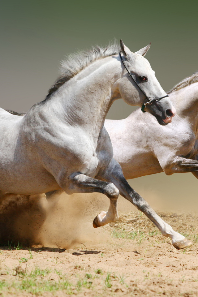 Две красивые белые лошади скачут по песку 