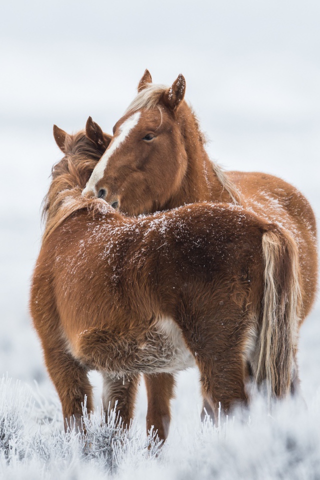 Две коричневые лошади стоят на покрытой инеем траве