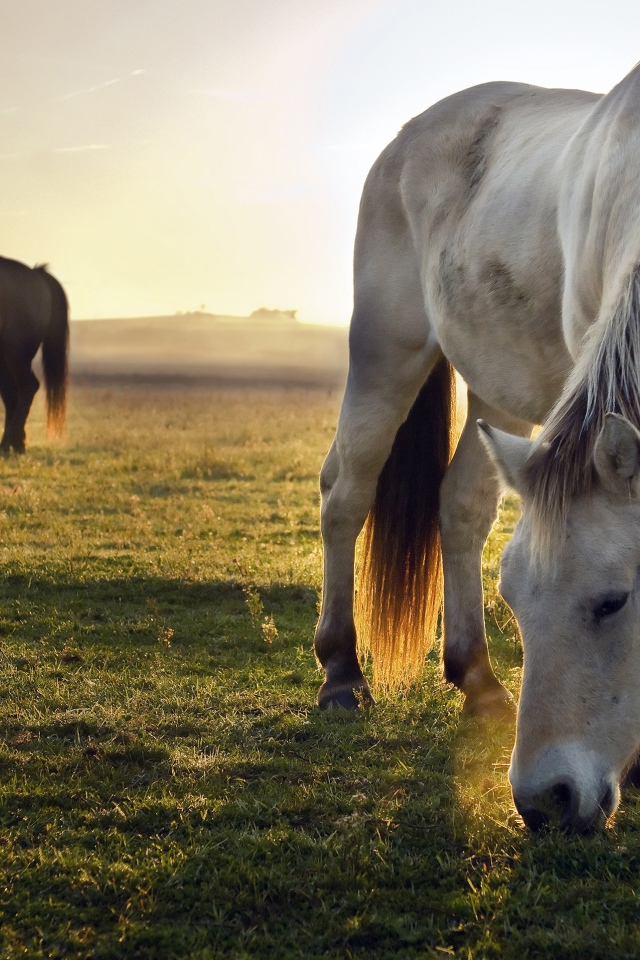 Две лошади пасутся на зеленой траве на рассвете 