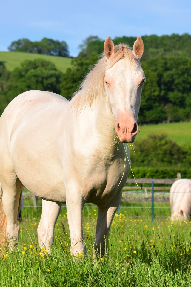 Белая лошадь пасется на ферме
