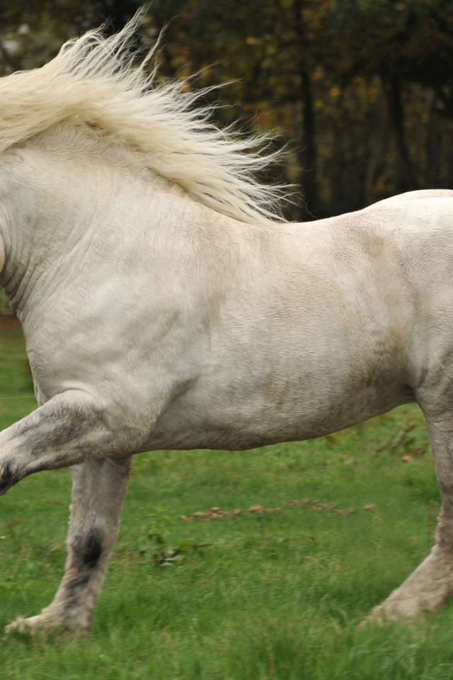 Белая лошадь идет по зеленой траве