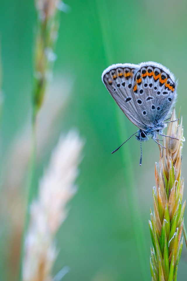 Красивая голубая бабочка сидит на колоске