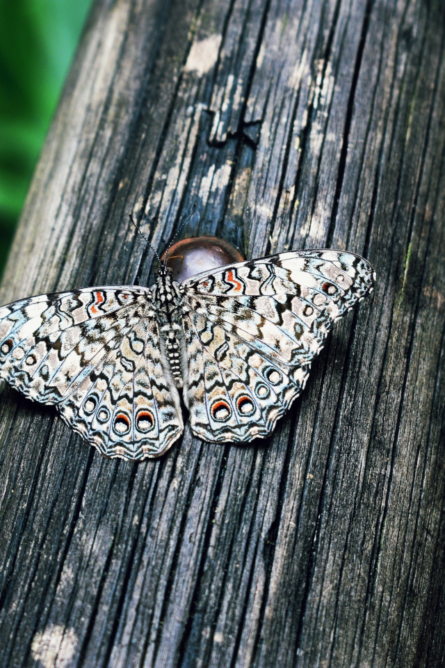 Красивая бабочка сидит на деревянном столбе