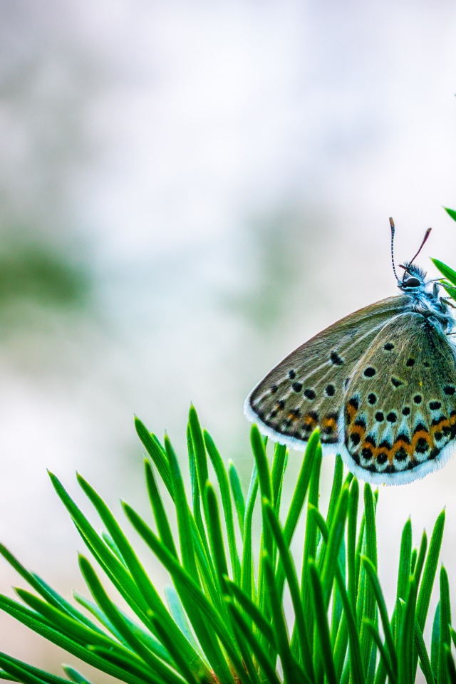 Бабочка сидит на зеленой ветке ели